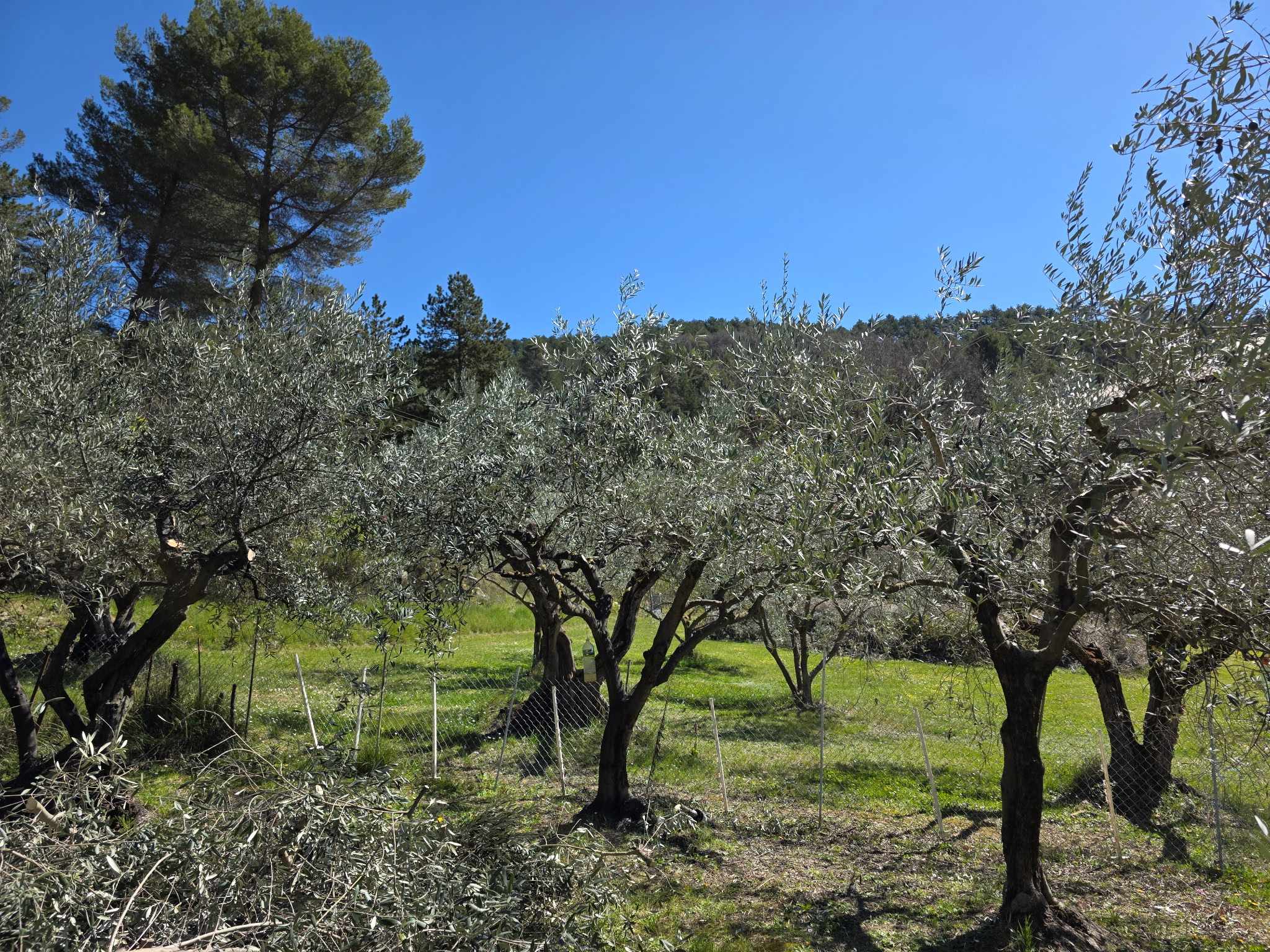 Rangée d'oliviers non taillés 