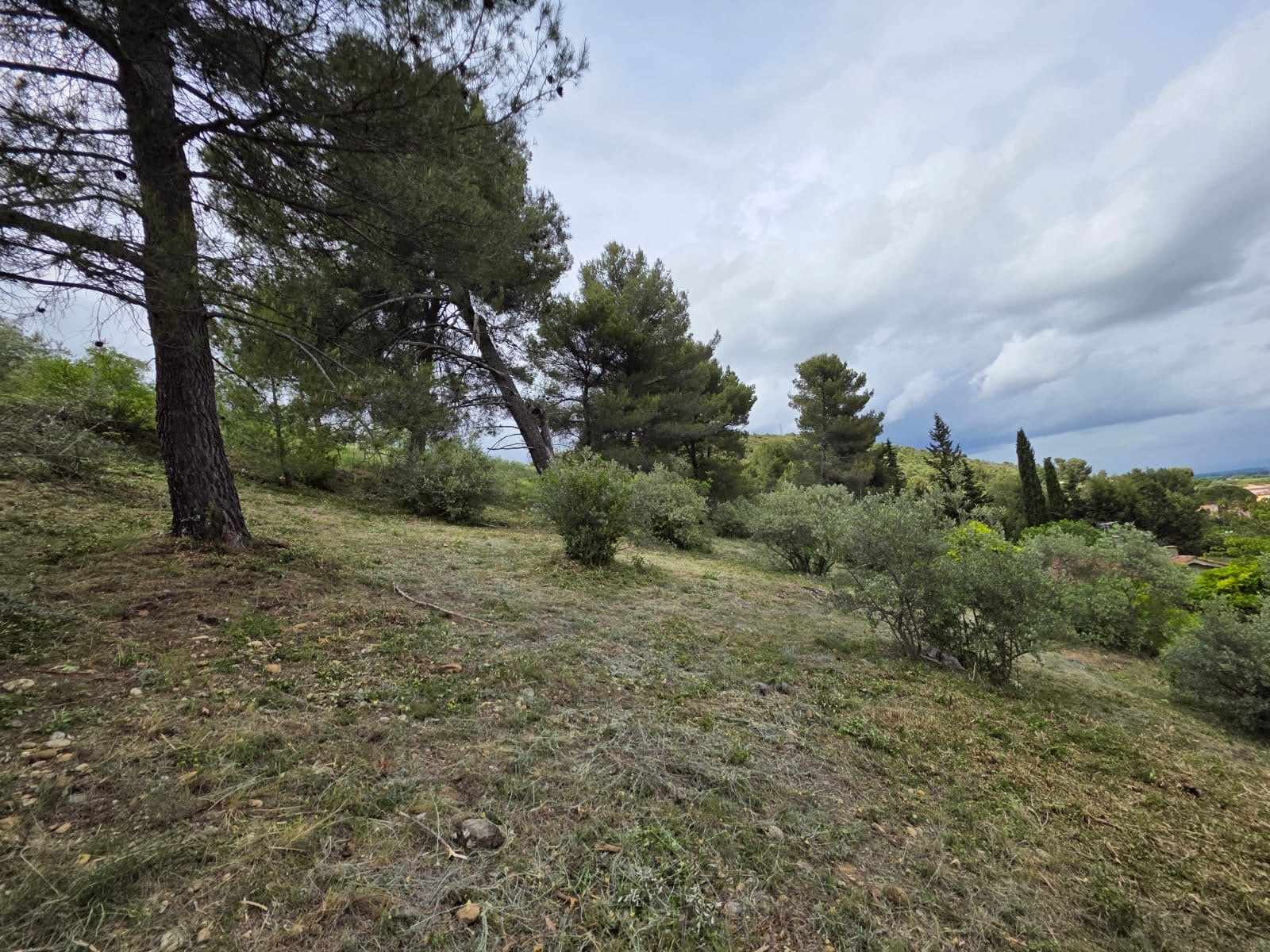 Terrain débroussaillé autour d'un arbre, respect des OLD