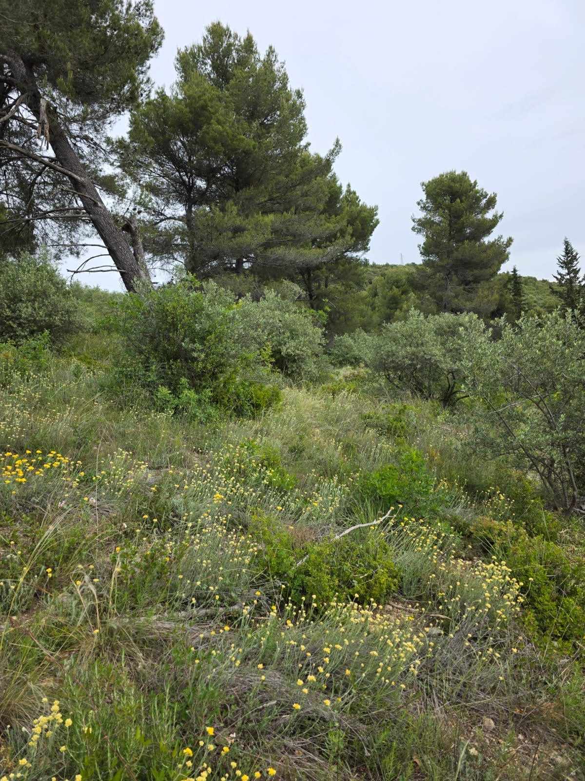 Herbes hautes et sèches autour d'arbres, avant débroussaillage