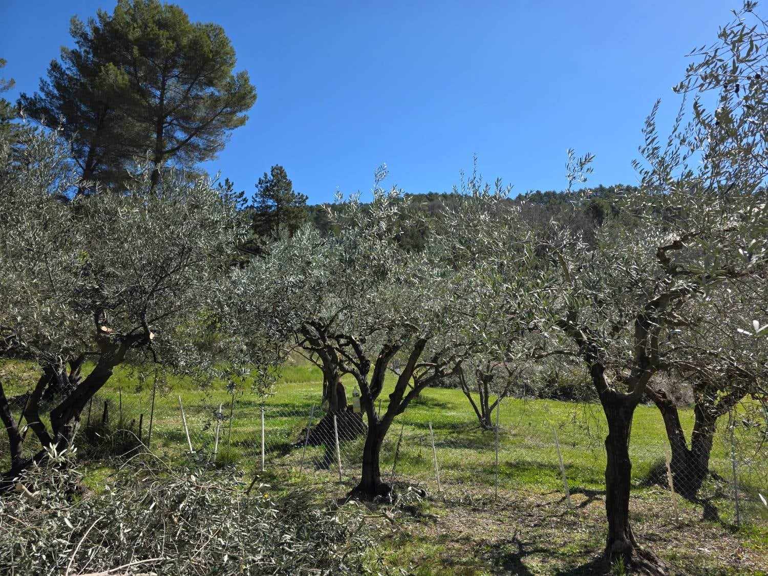 Oliveraie fraîchement taillée sous un ciel bleu, près de Manosque